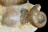 Jurassic Ammonites (Stephanoceras) - Fresney, France #177613-4